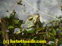 /home//u458753944/public_html/sourcegallery//Frogs/Mixed frogs/DSCN3375.JPG